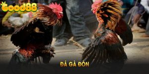Đá Gà Đòn Và Những Kèo Cược Thú Vị Bạn Nên Tìm Hiểu