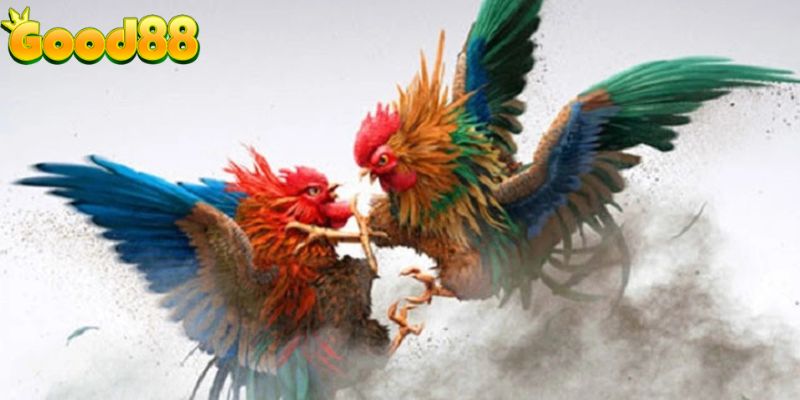 Các thông tin cơ bản về sảnh đá gà Good88 bạn nên biết
